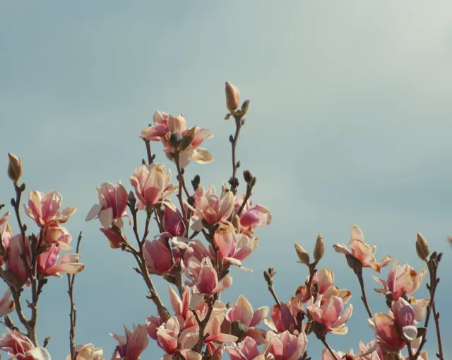 Magnolia blossoms