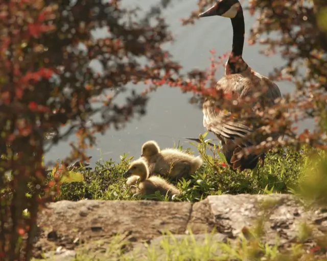 Canada goose with goslings