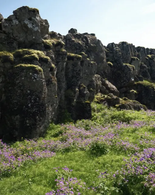 Mossy cliffs and wildflowers