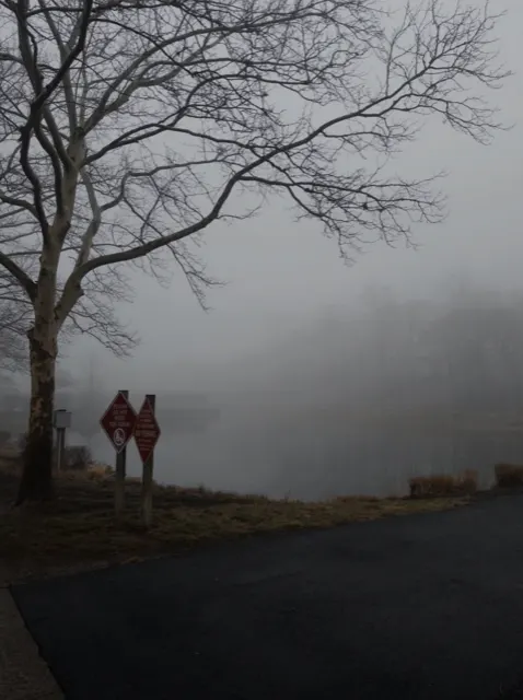 Foggy pond