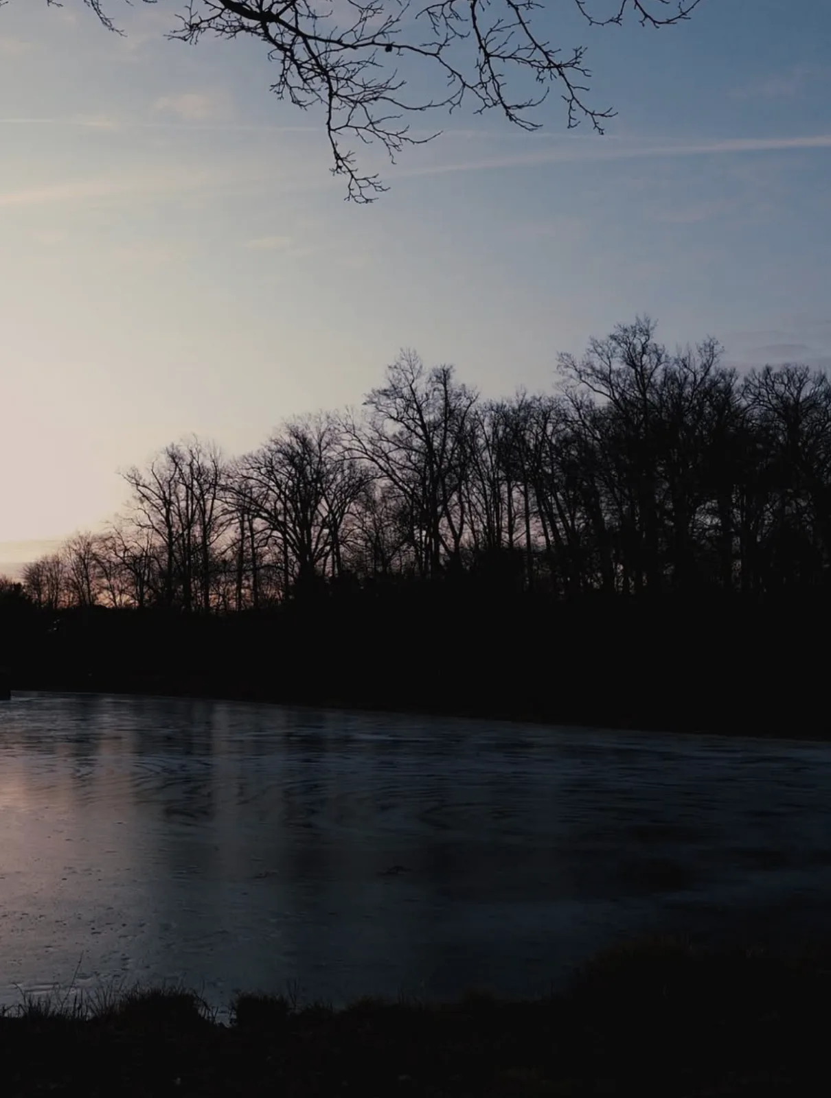 Bare trees reflected in still water at dusk