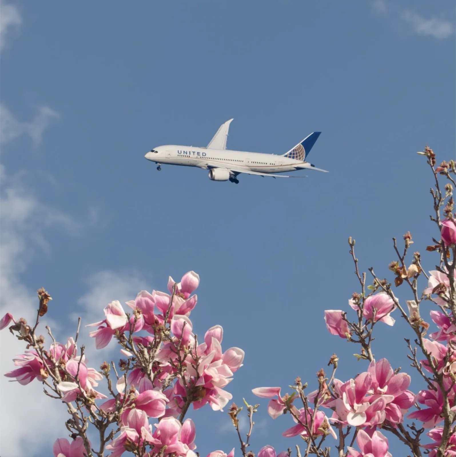 An airliner over cherry blossoms